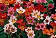 스파락시스 심기 및 관리