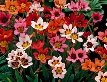 스파락시스 심기 및 관리