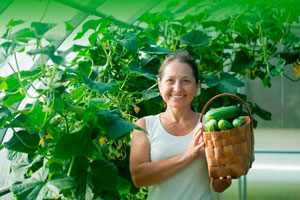 폴리카보네이트 온실에서 오이 재배