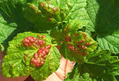 건포도에 있는 진딧물을 없애는 방법