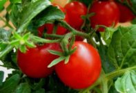 열린 땅에 심는 토마토