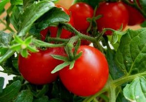 열린 땅에 심는 토마토