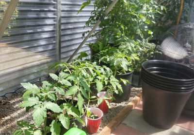 폴리카보네이트 온실에서 토마토 재배