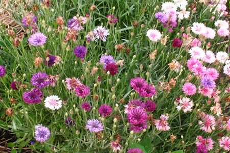 콘플라워 테리 폴카 도트 믹스