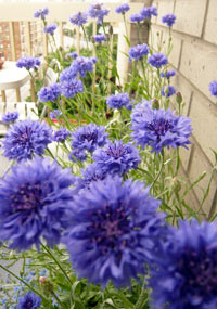 콘플라워 테리 폴카닷 믹스 - 재배