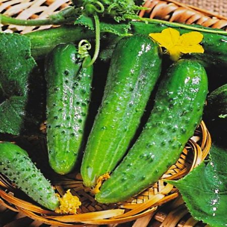 하이브리드 품종 마샤