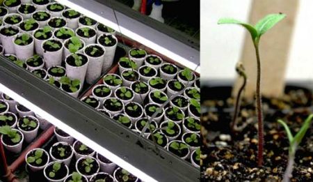 집에서 양배추 묘목을 키우는 방법: 단계별 지침