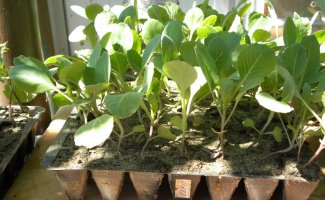 집에서 양배추 모종을 키우는 방법: 팁