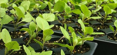 양배추를 언제 이식해야 하나요?