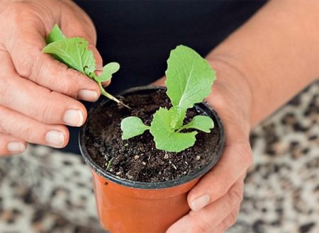 배추 발아 후 이식 시기