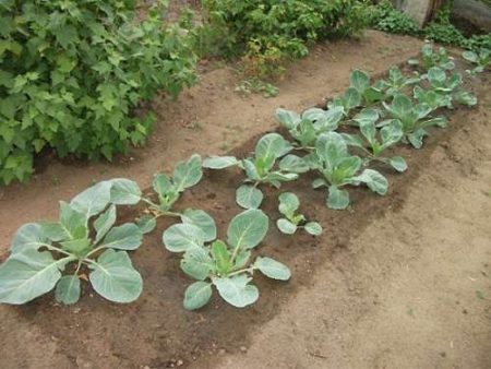 양배추를 언제 이식해야 하나요?