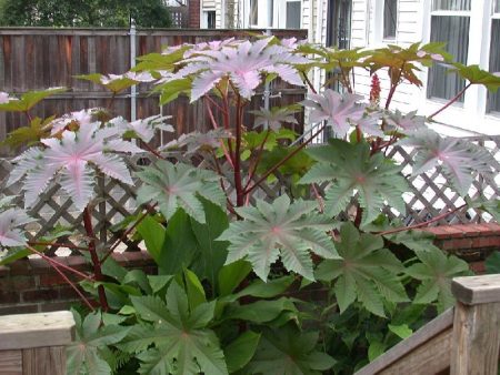 피마자유 식물: 재배