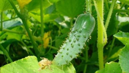 버라이어티 4월 F1