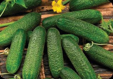 비즈니스 F1 품종