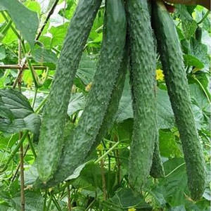 에메랄드 스트림 품종