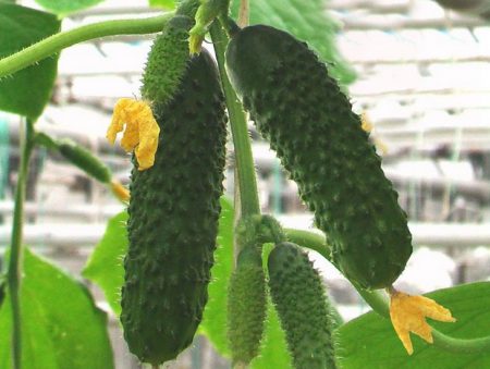 버라이어티 컴포니스트 F1