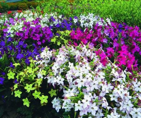 향기로운 담배 - 씨앗에서 자라다