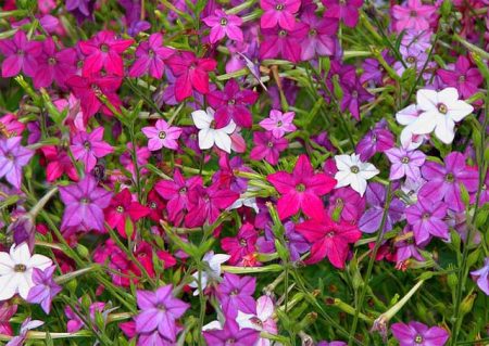 향기로운 담배 - 씨앗에서 자라는 모습, 사진