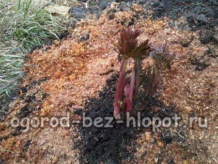 모란 심기 단계별 지침