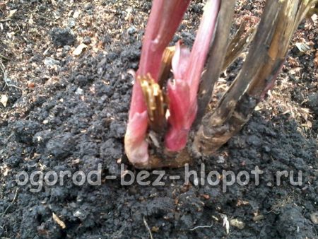 새싹이 난 뿌리나 새싹이 난 부분을 구멍에 넣고 흙으로 덮습니다.