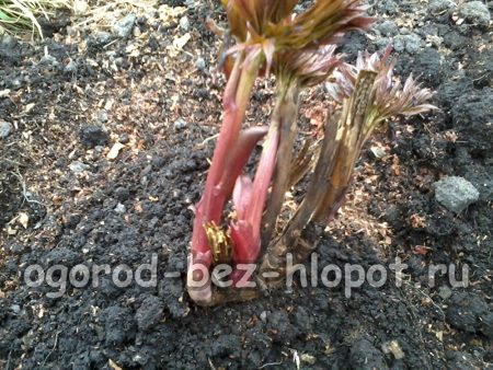 손으로 덤불 주변의 흙을 단단히 눌러줍니다.