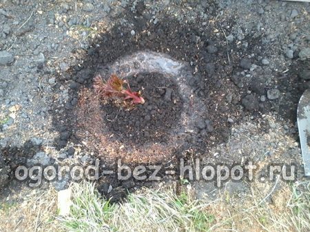 식물 주위에 물을 줄 수 있는 홈을 만들고 그 안에 물을 채웁니다.