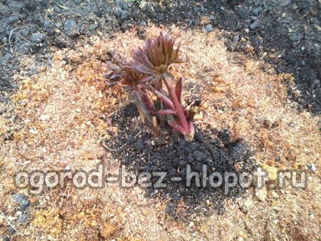 아름다운 모란: 심기 및 관리