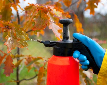 정원의 나무와 관목을 처리하는 방법