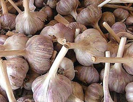 봄에 마늘에 비료를 주는 방법