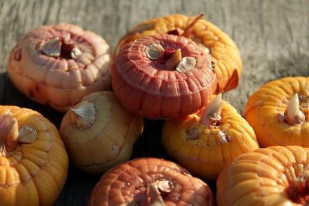 글라디올러스 수확 시기