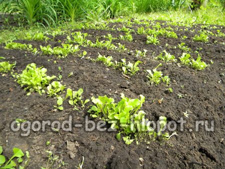 열린 땅에서 자란 상추 새싹