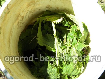 용기에 쐐기풀 1kg을 넣으세요