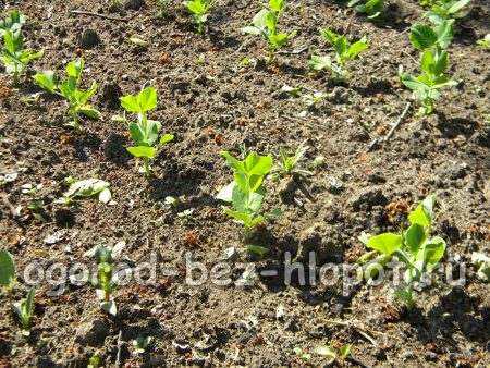 다차의 완두콩 새싹