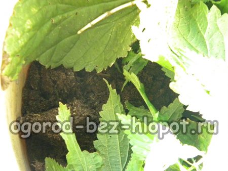 쐐기풀에 2.5kg의 물레인을 첨가합니다.