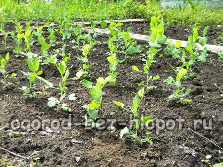 발아 기간 동안에는 며칠에 한 번씩 완두콩에 물을 주어야 합니다.