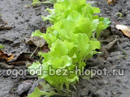 정원 침대에서 상추를 재배하는 방법