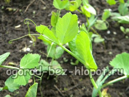 정원의 완두콩: 재배 팁