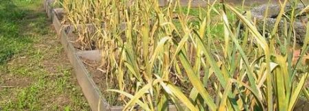 마늘이 노랗게 변하고 있어요