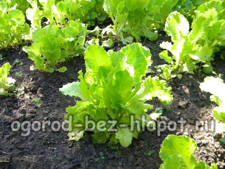 정원 침대에서 상추 재배