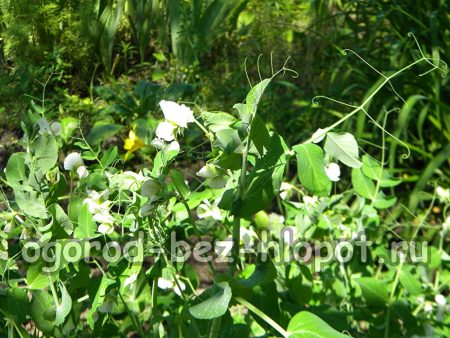 꽃이 피는 녹색 완두콩