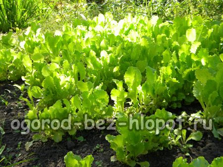 정원에서 상추를 재배하는 방법