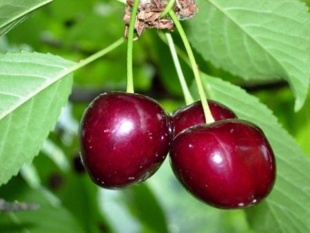 체리 "쇼콜라드니차": 품종 설명, 사진