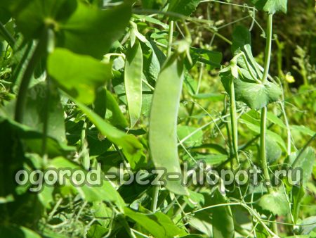 정원에서 완두콩을 재배하는 방법