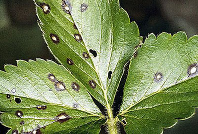 딸기 질병: 사진과 치료