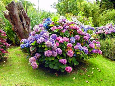 수국은 왜 꽃을 피우지 않고 잎만 맺을까요?