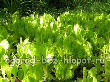 야외에서 상추 재배하기: 심기 및 관리