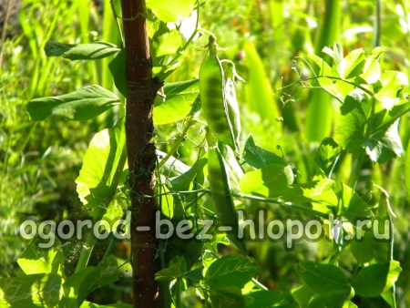 시골에서 완두콩 재배