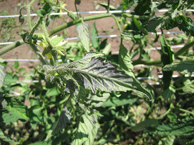 온실에서 토마토 잎이 말리는 이유는 무엇인가요? 어떻게 해야 하나요?