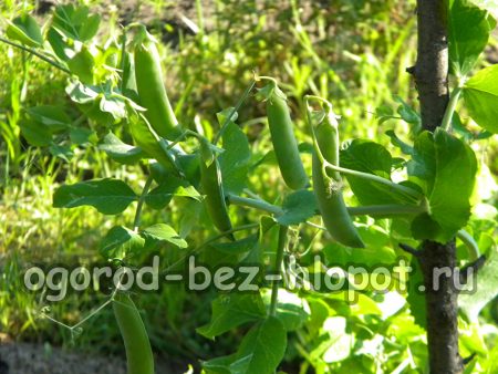 정원에서 완두콩 재배: 심기 및 관리