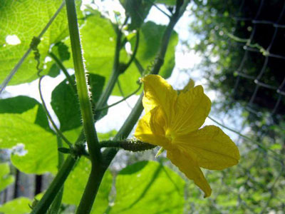 온실에서 오이가 자라지 않는 이유는 다음과 같습니다. 오이의 씨방이 너무 많은데도 자라지 않기 때문입니다.